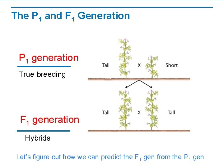 The P 1 and F 1 Generation P 1 generation True-breeding F 1 generation