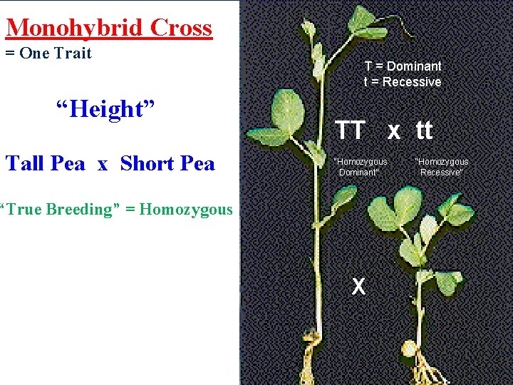 Monohybrid Cross = One Trait “Height” Tall Pea x Short Pea T = Dominant