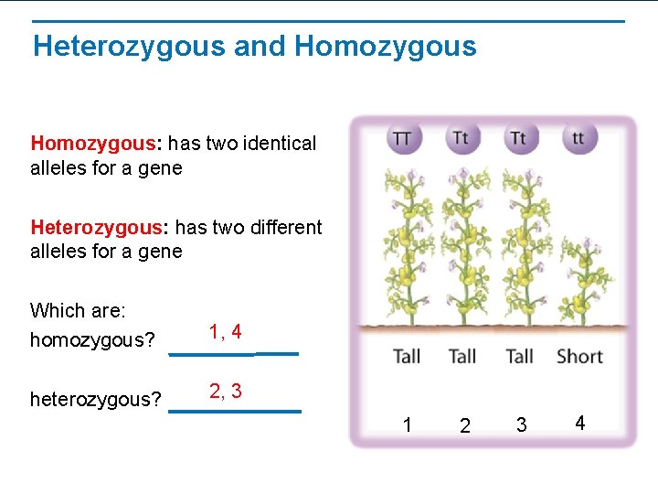 Heterozygous and Homozygous: has two identical alleles for a gene Heterozygous: has two different