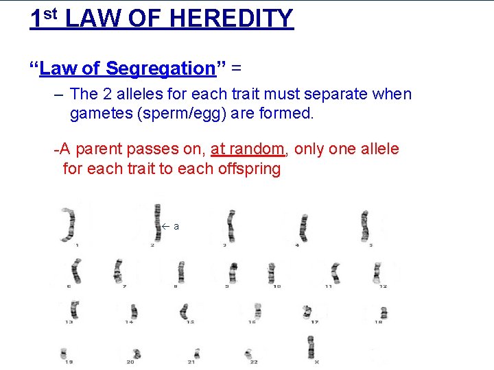 1 st LAW OF HEREDITY “Law of Segregation” = – The 2 alleles for