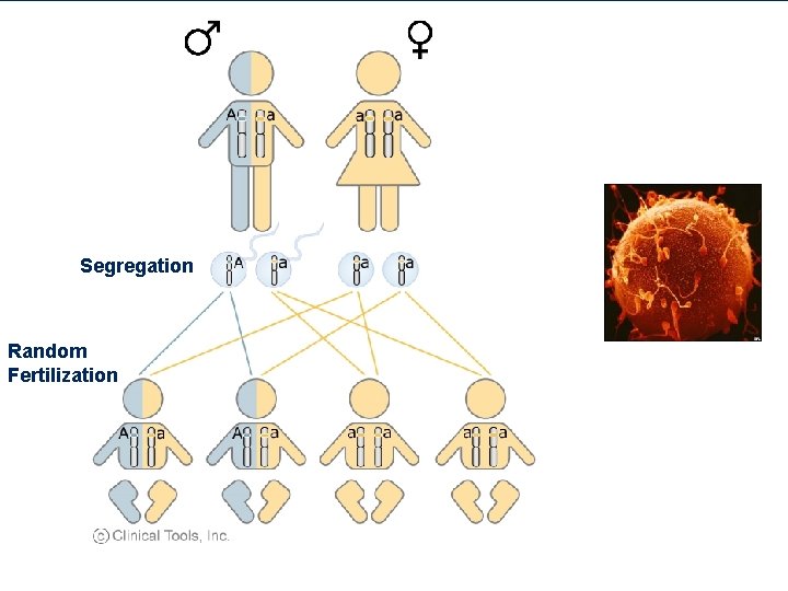 Segregation Random Fertilization 