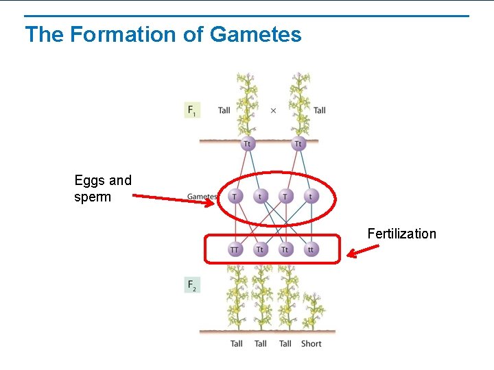 The Formation of Gametes Eggs and sperm Fertilization 