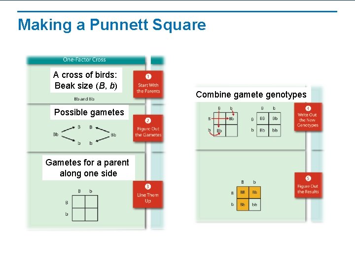 Making a Punnett Square A cross of birds: Beak size (B, b) Possible gametes