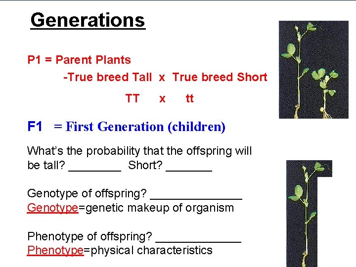Generations P 1 = Parent Plants -True breed Tall x True breed Short TT