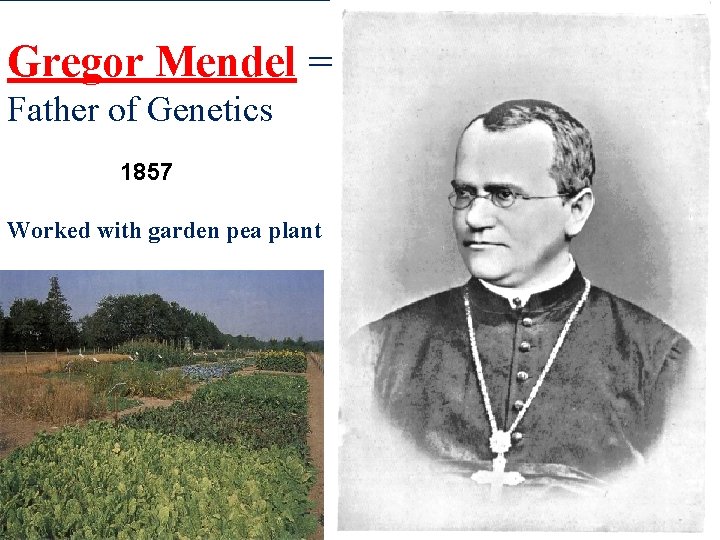 Gregor Mendel = Father of Genetics 1857 Worked with garden pea plant 