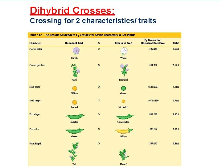 Dihybrid Crosses: Crossing for 2 characteristics/ traits 