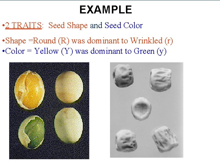 EXAMPLE • 2 TRAITS: Seed Shape and Seed Color • Shape =Round (R) was