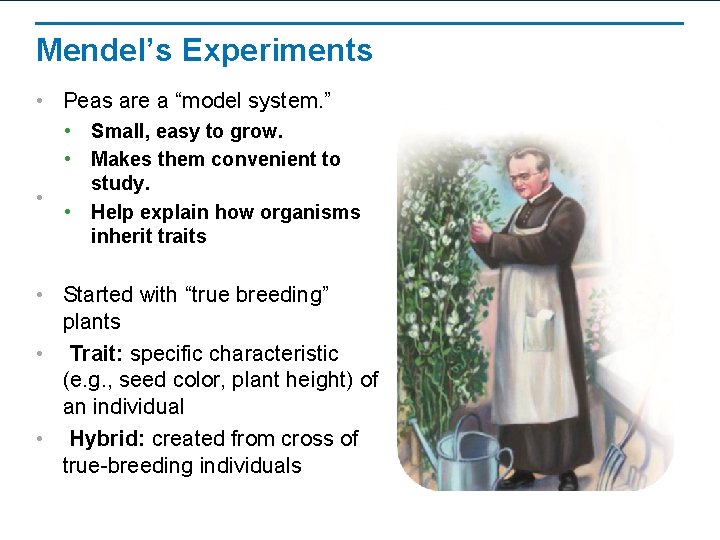 Mendel’s Experiments • Peas are a “model system. ” • • Small, easy to