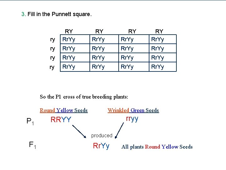 3. Fill in the Punnett square. ry RY Rr. Yy ry Rr. Yy Rr.