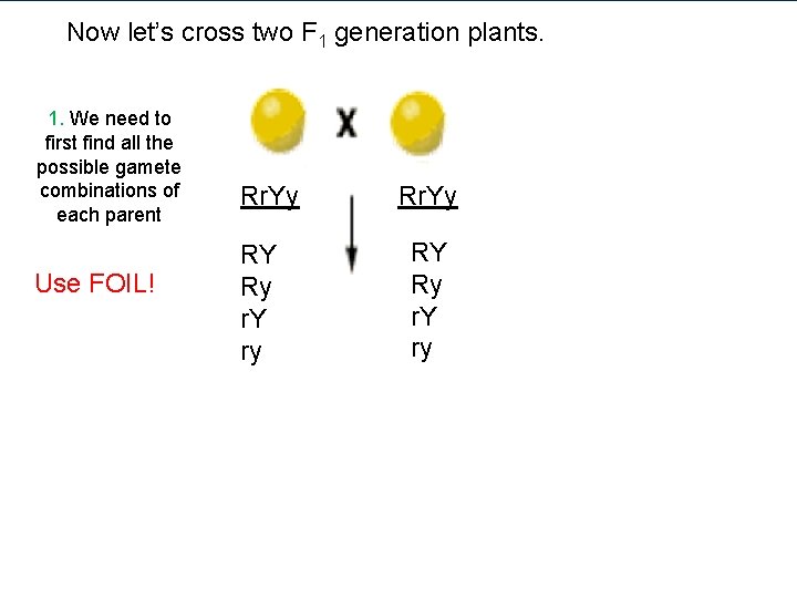 Now let’s cross two F 1 generation plants. 1. We need to first find