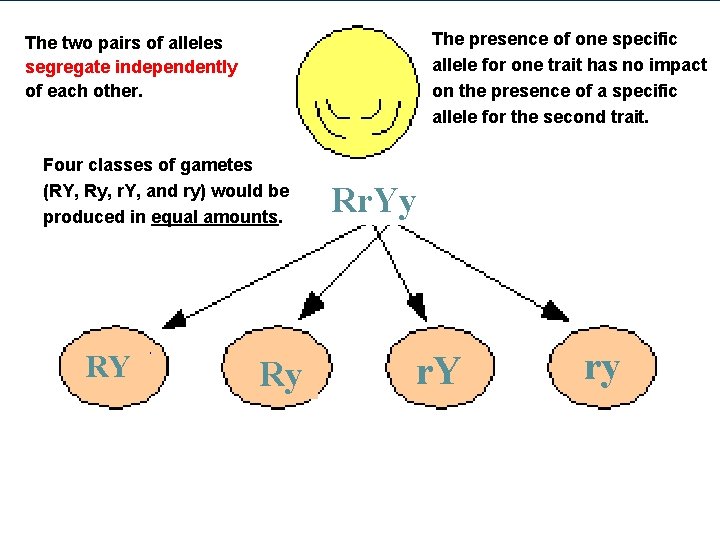 The presence of one specific allele for one trait has no impact on the