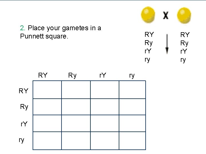 2. Place your gametes in a Punnett square. RY RY Ry r. Y ry