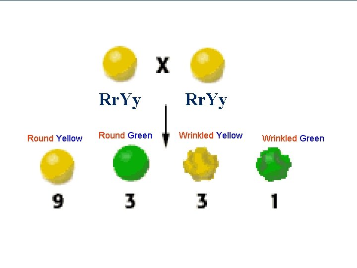 Rr. Yy Round Yellow Round Green Rr. Yy Wrinkled Yellow Wrinkled Green 