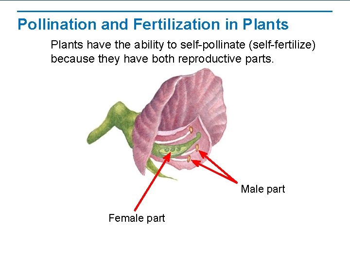 Pollination and Fertilization in Plants have the ability to self-pollinate (self-fertilize) because they have