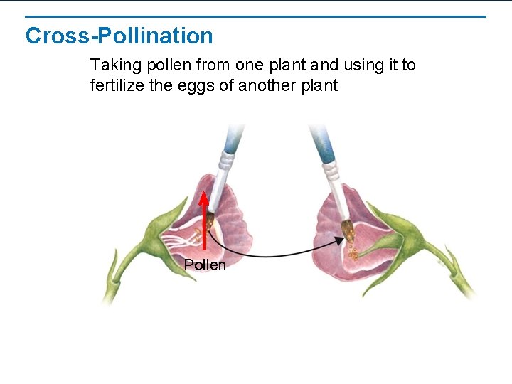 Cross-Pollination Taking pollen from one plant and using it to fertilize the eggs of