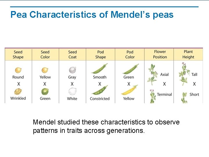 Pea Characteristics of Mendel’s peas Mendel studied these characteristics to observe patterns in traits