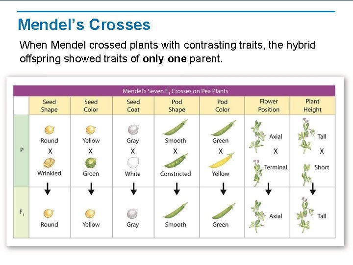 Mendel’s Crosses When Mendel crossed plants with contrasting traits, the hybrid offspring showed traits
