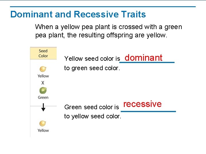 Dominant and Recessive Traits When a yellow pea plant is crossed with a green