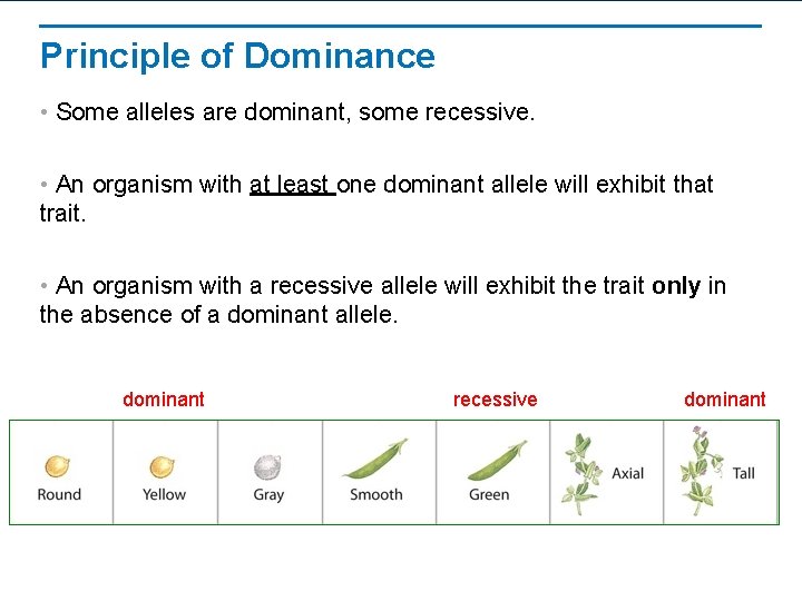 Principle of Dominance • Some alleles are dominant, some recessive. • An organism with
