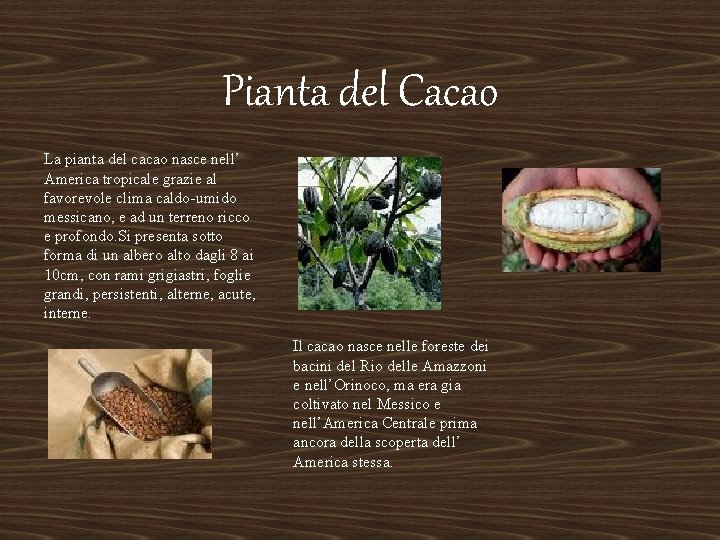 Pianta del Cacao La pianta del cacao nasce nell’ America tropicale grazie al favorevole