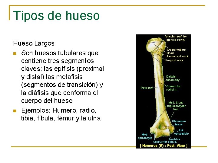 Tipos de hueso Hueso Largos n Son huesos tubulares que contiene tres segmentos claves: