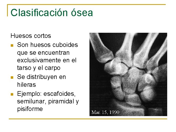 Clasificación ósea Huesos cortos n Son huesos cuboides que se encuentran exclusivamente en el