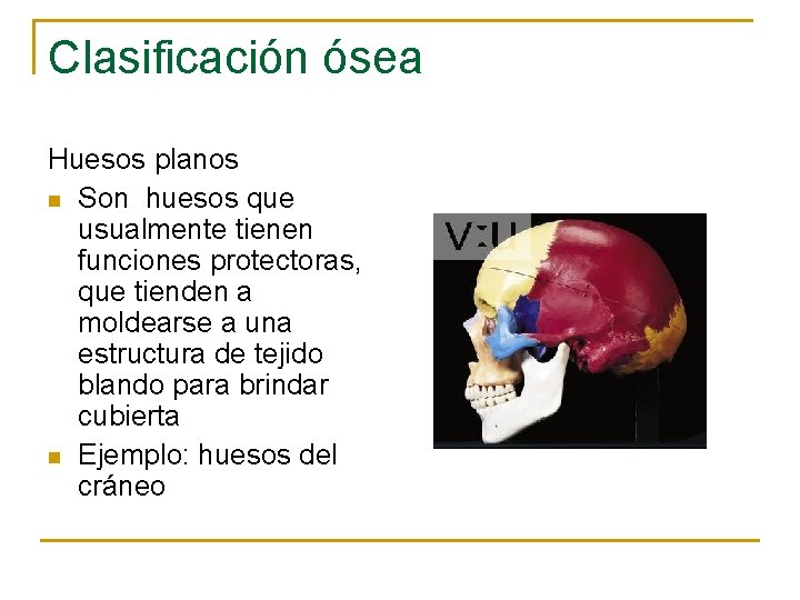 Clasificación ósea Huesos planos n Son huesos que usualmente tienen funciones protectoras, que tienden