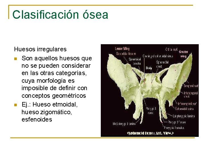 Clasificación ósea Huesos irregulares n Son aquellos huesos que no se pueden considerar en