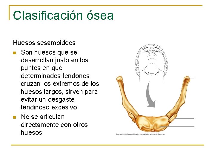 Clasificación ósea Huesos sesamoideos n Son huesos que se desarrollan justo en los puntos