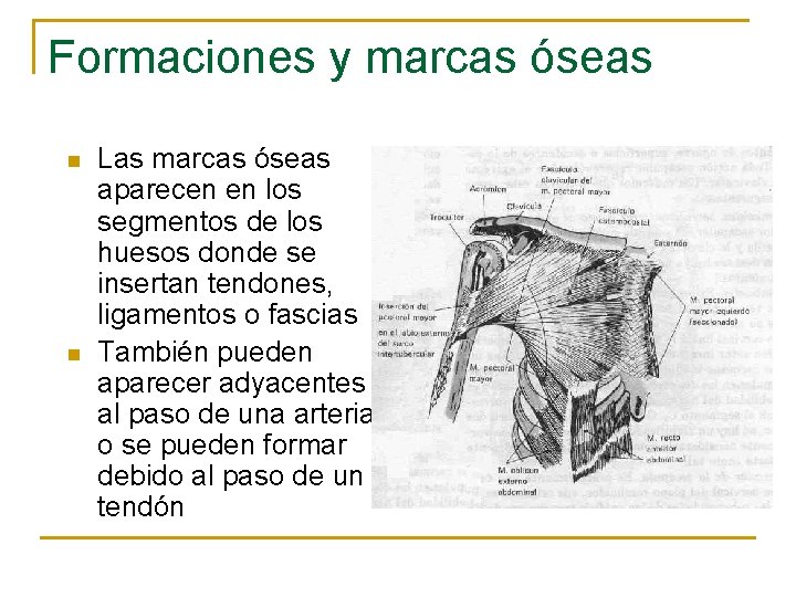 Formaciones y marcas óseas n n Las marcas óseas aparecen en los segmentos de