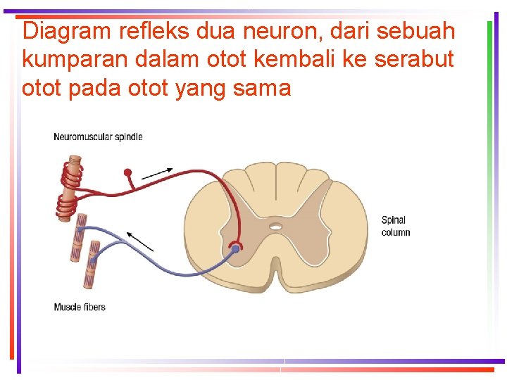 Diagram refleks dua neuron, dari sebuah kumparan dalam otot kembali ke serabut otot pada