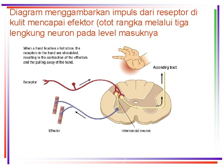 Diagram menggambarkan impuls dari reseptor di kulit mencapai efektor (otot rangka melalui tiga lengkung