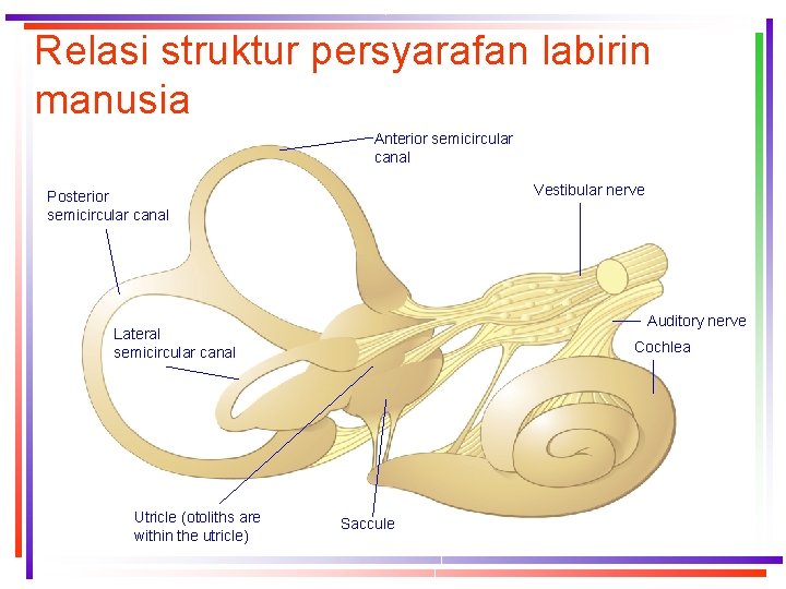 Relasi struktur persyarafan labirin manusia Anterior semicircular canal Vestibular nerve Posterior semicircular canal Auditory