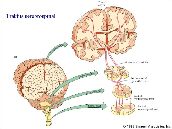 Traktus serebrospinal 