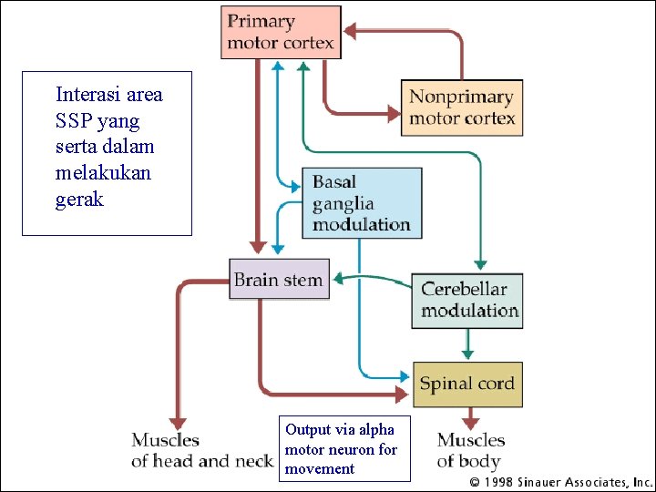 Interasi area SSP yang serta dalam melakukan gerak Output via alpha motor neuron for