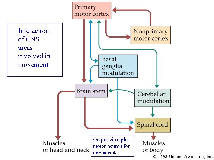 Interaction of CNS areas involved in movement Output via alpha motor neuron for movement