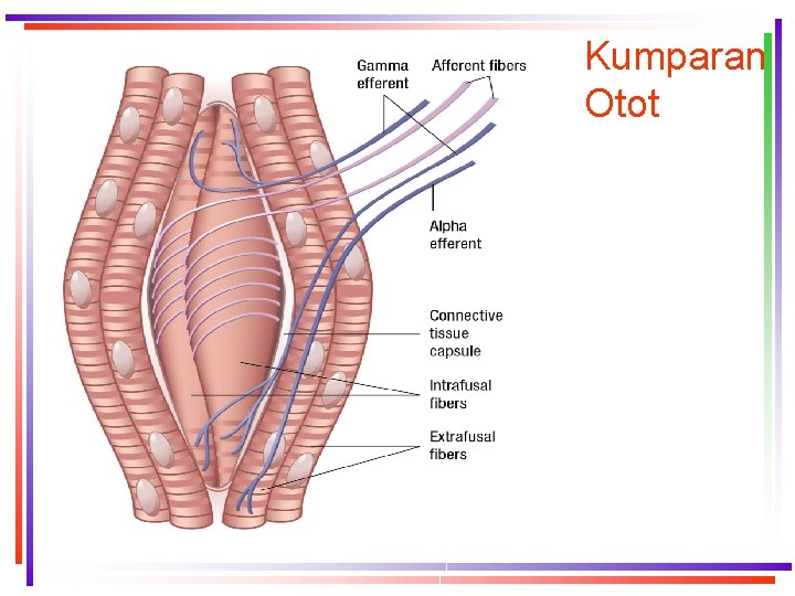 Kumparan Otot 