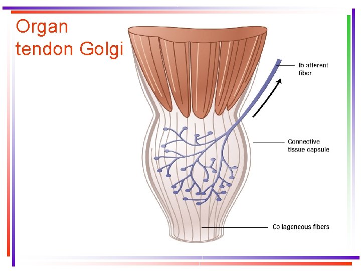 Organ tendon Golgi 