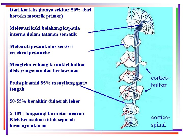 Dari korteks (hanya sekitar 50% dari korteks motorik primer) Melewati kaki belakang kapsula interna