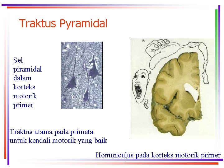 Traktus Pyramidal Sel piramidal dalam korteks motorik primer Traktus utama pada primata untuk kendali