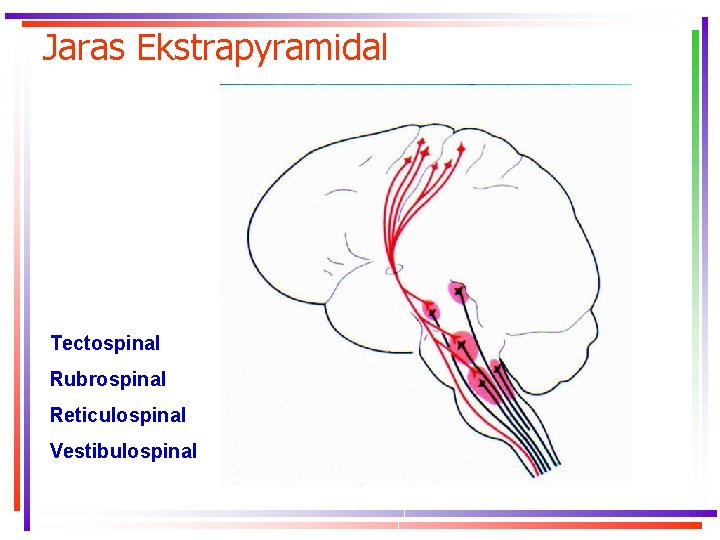 Jaras Ekstrapyramidal Tectospinal Rubrospinal Reticulospinal Vestibulospinal 