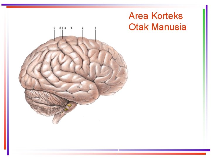 Area Korteks Otak Manusia 