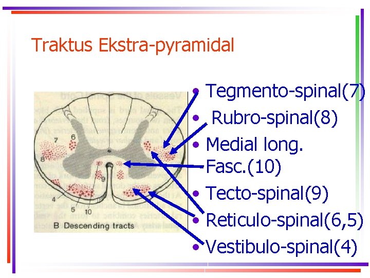 Traktus Ekstra-pyramidal • Tegmento-spinal(7) • Rubro-spinal(8) • Medial long. Fasc. (10) • Tecto-spinal(9) •