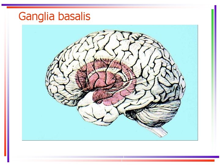 Ganglia basalis 