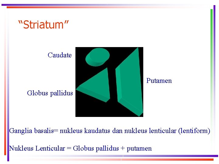 “Striatum” Caudate Putamen Globus pallidus Ganglia basalis= nukleus kaudatus dan nukleus lenticular (lentiform) Nukleus