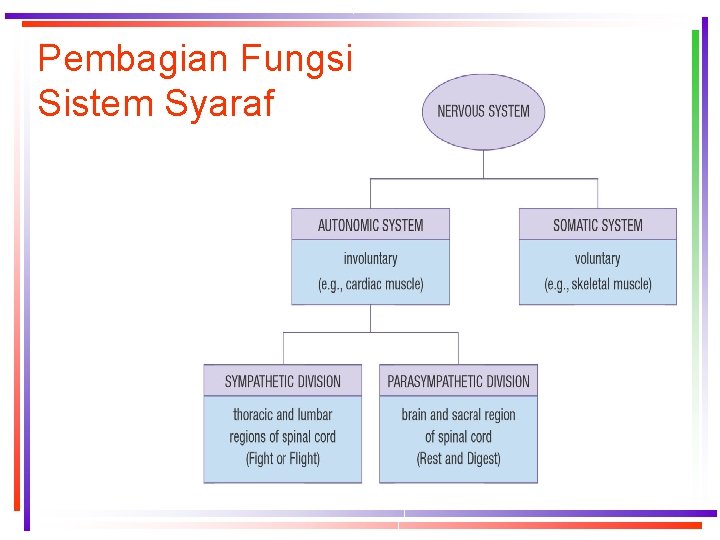 Pembagian Fungsi Sistem Syaraf 