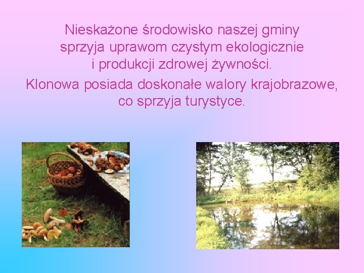 Nieskażone środowisko naszej gminy sprzyja uprawom czystym ekologicznie i produkcji zdrowej żywności. Klonowa posiada