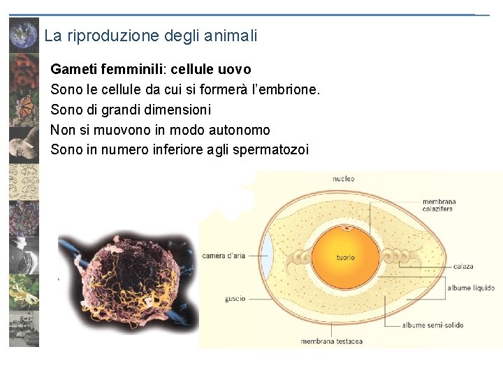 La riproduzione degli animali Gameti femminili: cellule uovo Sono le cellule da cui si