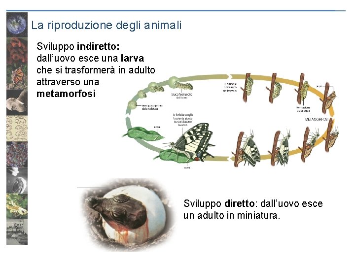 La riproduzione degli animali Sviluppo indiretto: dall’uovo esce una larva che si trasformerà in