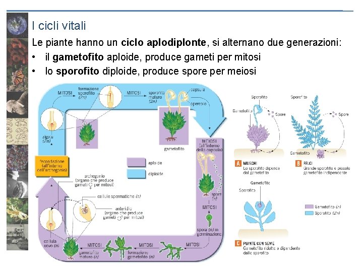 I cicli vitali Le piante hanno un ciclo aplodiplonte, si alternano due generazioni: •